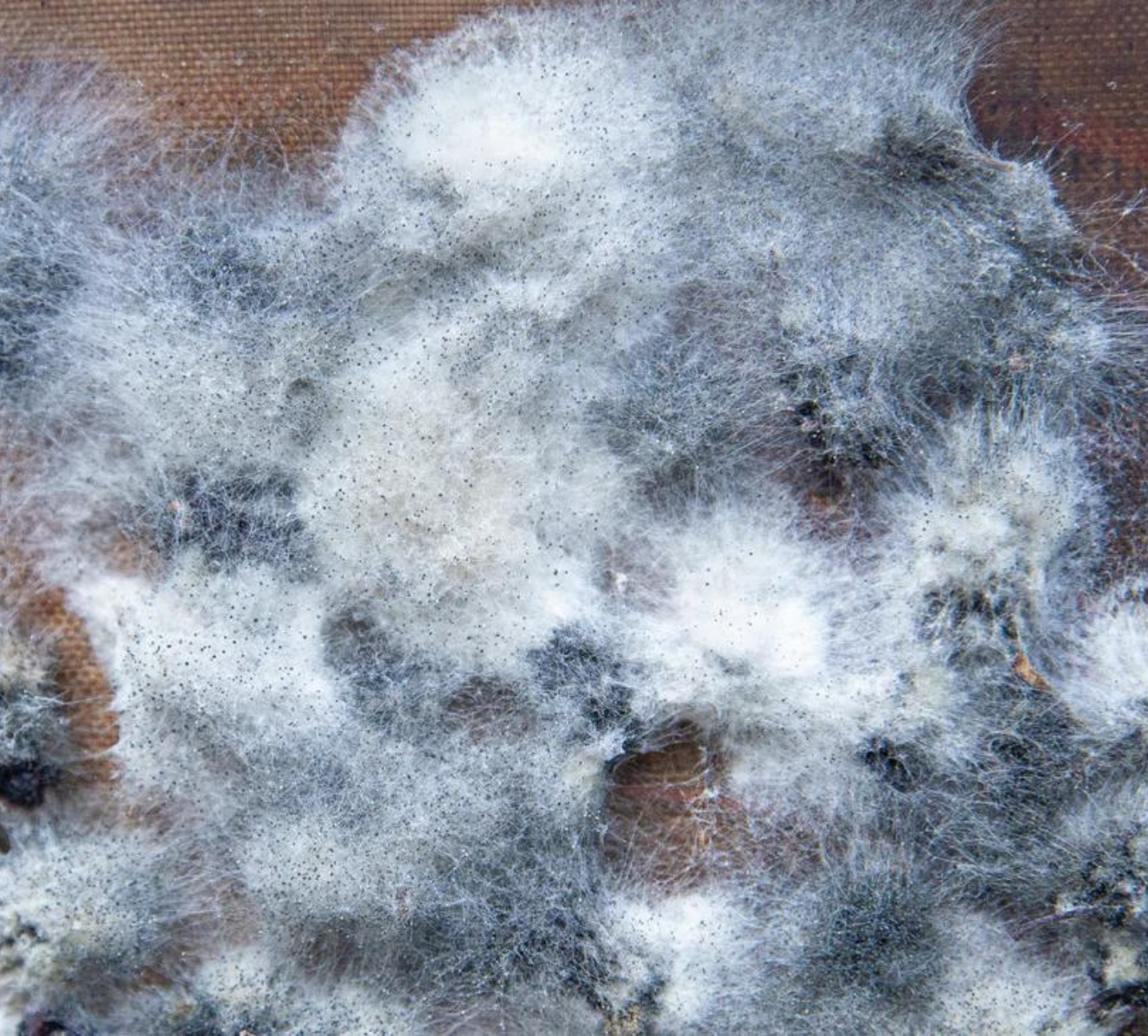 Washable Sofa: The Ultimate Solution to a Clean and Healthy Living Room