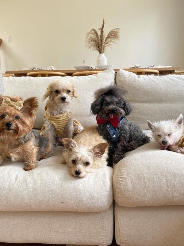 Pets relaxing together on a Valyou sofa