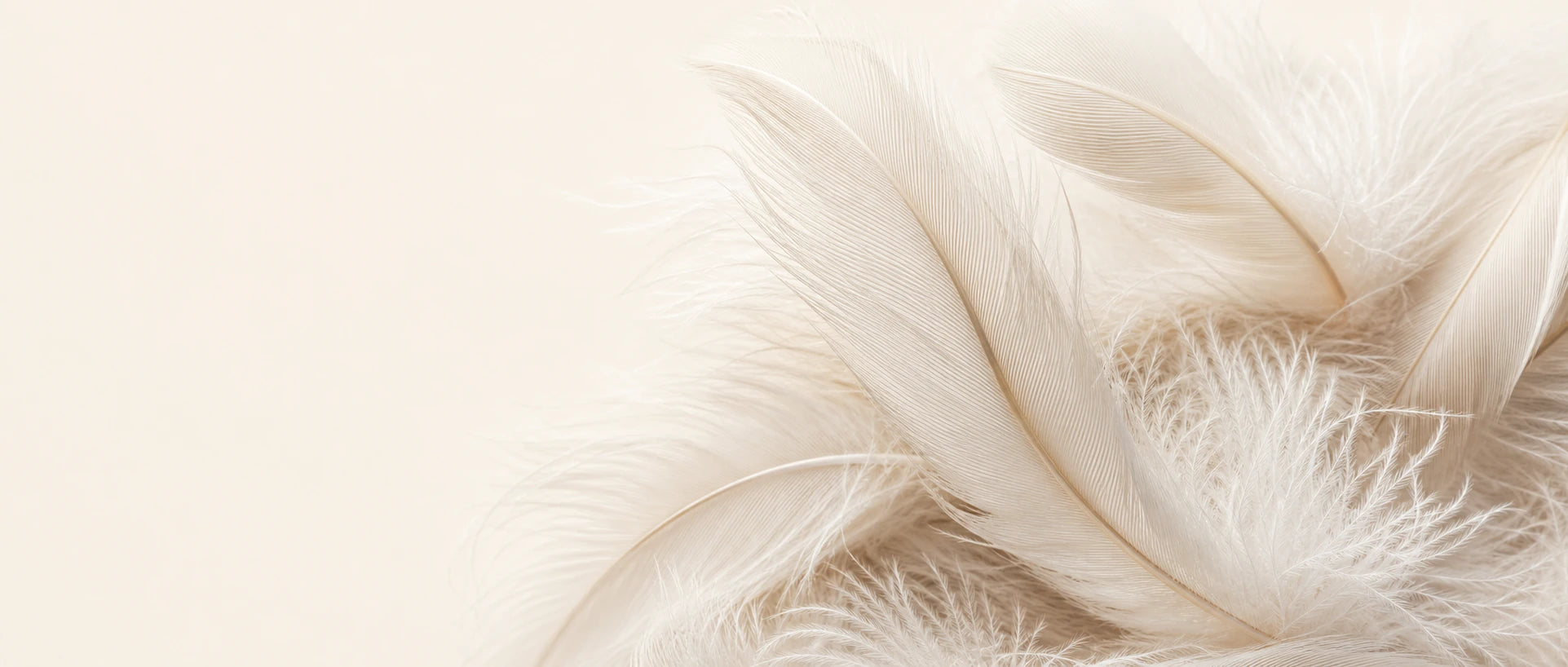 Sink Into Feathers Comfort