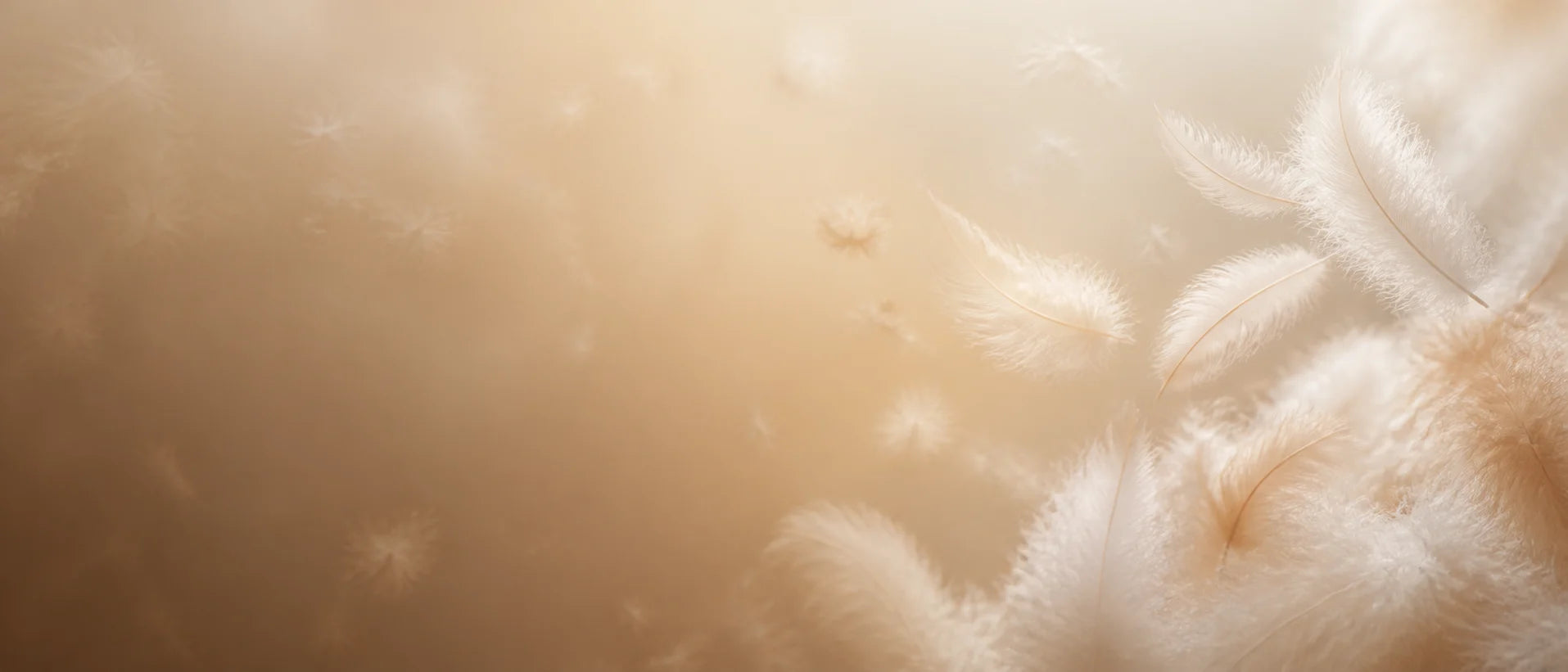 Sink Into Feathers Comfort